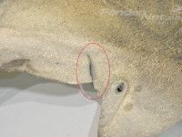 Mercedes-Benz E (W213) Inner fender, right rear Part code: A2136909404
Body type: Sedaan
Additi...